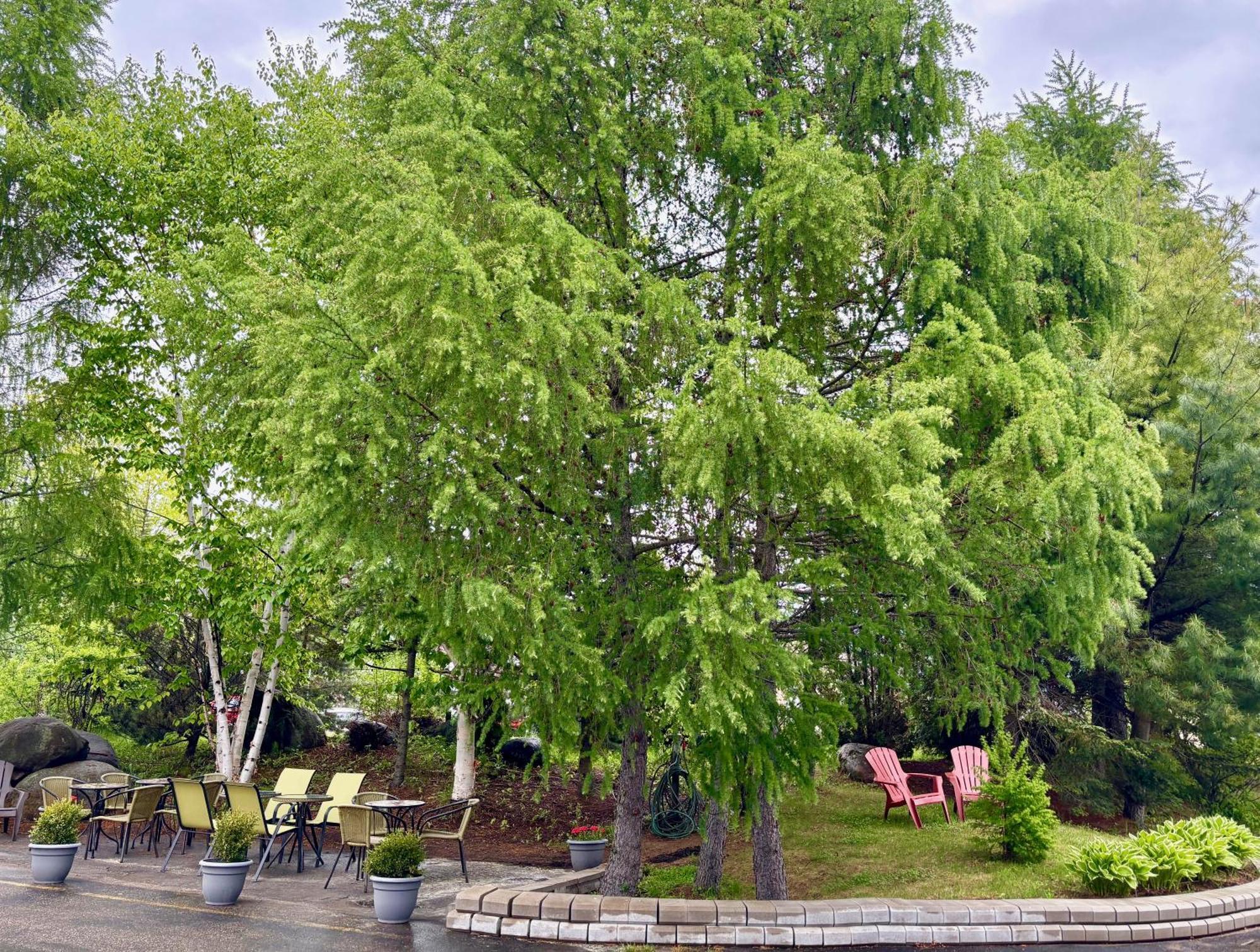 Motel Boutique Hygge Baie-Saint-Paul Kültér fotó